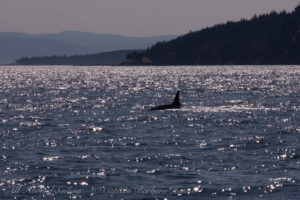 Backlit Orca