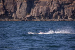 Orca Penis