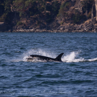 J pod and L pod Patos to Saturna Island