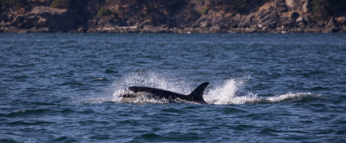 J pod and L pod Patos to Saturna Island J pod and L pod Patos to Saturna Island