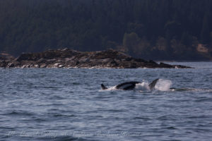 Cartwheel by Java Rocks