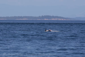 Orca Penis