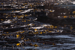 Kelp Forest