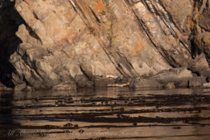 Harbor Seal at Cactus Islands