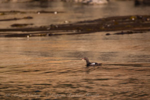 Pigeon Guillemot at Cactus Islands
