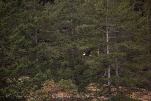Bald eagle
