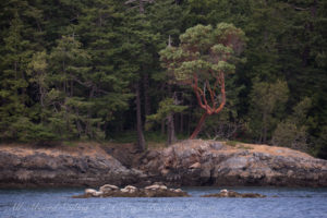 Harbor Seals of Spring Pass