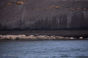 Harbor Seals of Skipjack Island