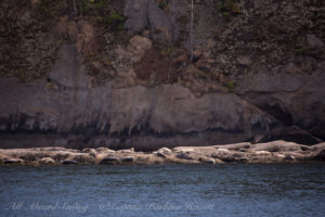Harbor Seals of Skipjack Island