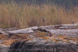 Black Oyster catcher on Low Island
