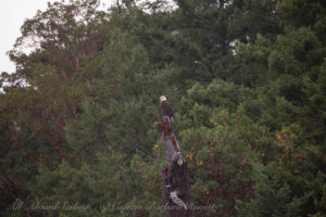 Bald eagle