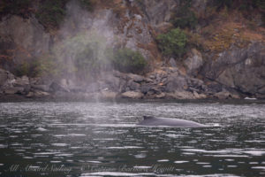 Humpback whale BCY0409 ‘Yogi’