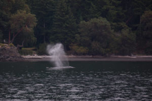 Humpback whale BCY0409 ‘Yogi’