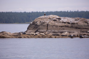 Bald Eagle and Harbor Seals White RTock