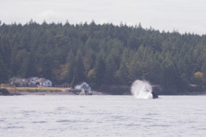 Humpback whale BCY0409 ‘Yogi’ Cartwheel