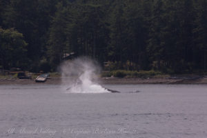 Humpback whale BCY0409 ‘Yogi’ Cartwheel