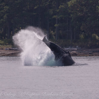 Humpback whale BCY0409 ‘Yogi’ Cartwheels in Spieden Channel