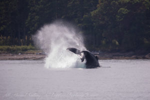Humpback whale BCY0409 ‘Yogi’ Cartwheel