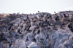 Nesting Double Crested Cormorants, Goose Island