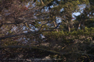 Belted Kingfisher