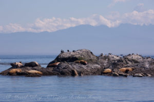 Steller Sea Lions Whale Rocks