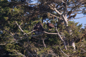 Adult Bald Eagle with young immature just leaving the nest, Long Island