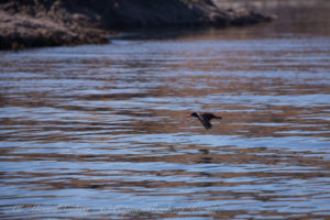 Black Oyster Catcher
