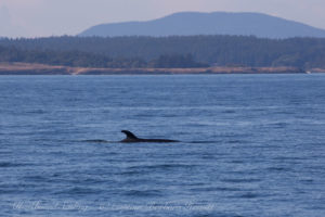 Minke Whale, McArthur Bank