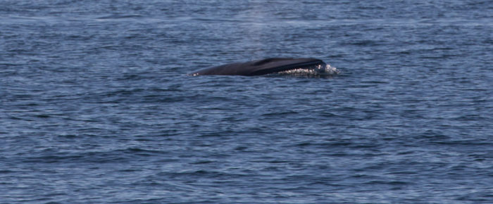 Half day sail south on the ebb with Minke Whale