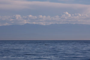 Minke Whale, McArthur Bank