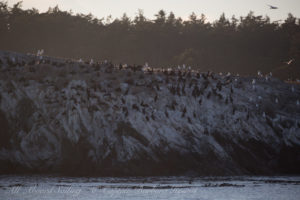 Nesting cormorant colony Gosse Island