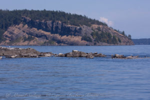 Harbor Seals Off White Rock with Point Disney Waldron Island