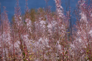 Fireweed Yellow Island