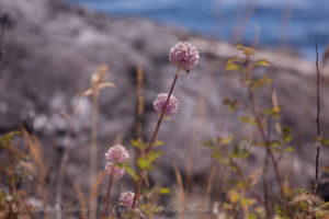 Yellow Island