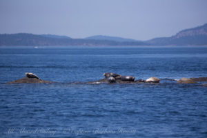 Harbor Seals Hauled out resting and warming