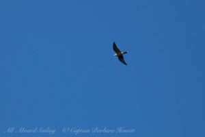 Peregrine Falcon