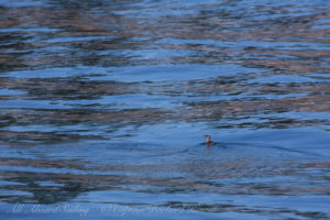 Marbled Murrelet