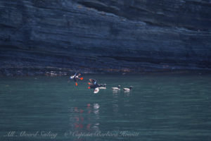Pigeon Guillemots Flattop Island