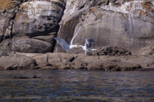 Two Gulls fighting