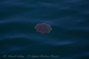 Jellyfish