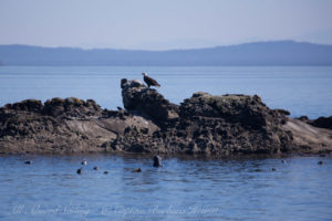 Bald Eagles and Harbor Seals Java Rocks