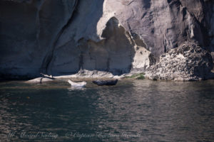 Harbor Seals of Saturna Island coastline