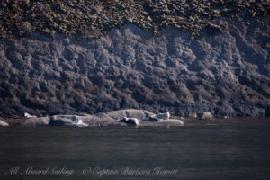 Harbor Seals of Skipjack Island National Wildlife Refuge