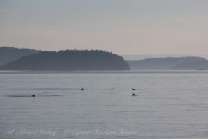 Harbor Porpoise Presidents channel, Orcas Island