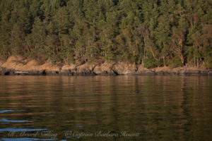 Harbor Porpoise Presidents channel, Orcas Island