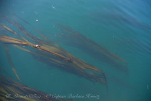 New channel kelp forest