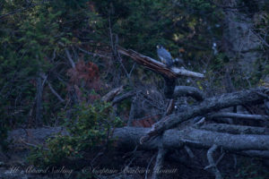 Peregrine Falcon, Spieden Island