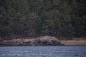 Whale watching from shore
