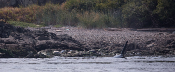 T18/T19 Transient Orca family passes Friday Harbor