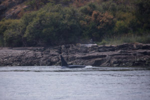 T19C transient Orca hunts Harbor Seals at Flattop National Wildlife refuge